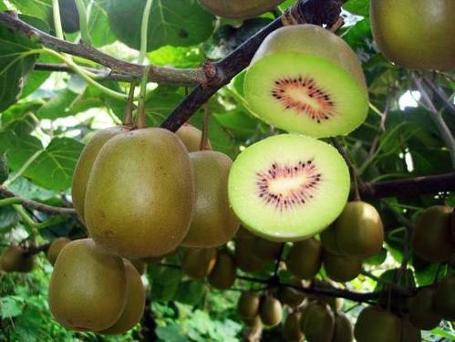 夷陵区特色水果产业现状与发展对策