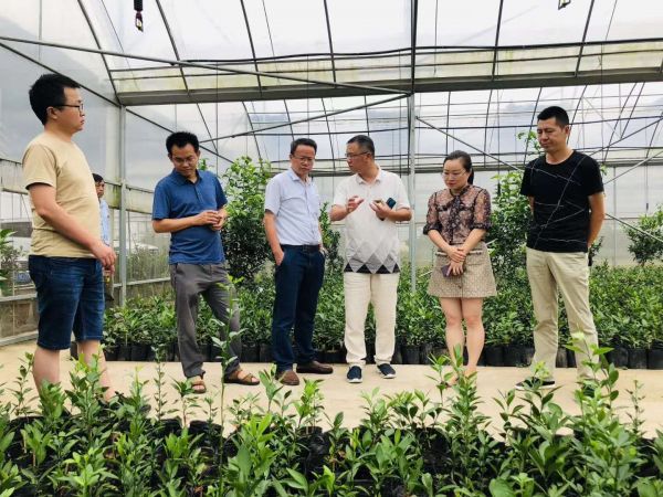 国家现代农业柑橘产业技术体系科学家到晓曦红公司指导工作，开展技术培训