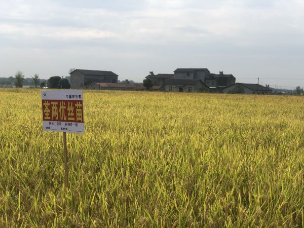 水稻生产绿色发展示范机收与测产现场会在鸦鹊岭召开