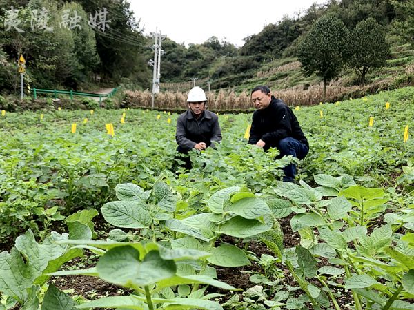 谭克华：耕耘在农技沃土上的“田间保姆”