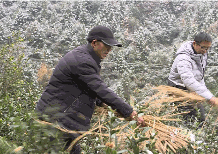 茶树低温冻害防护措施