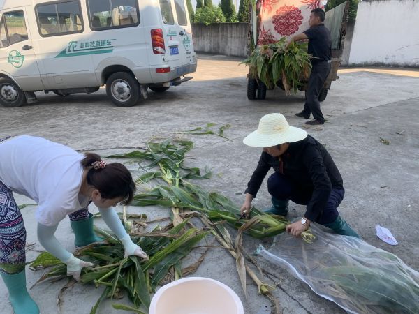 在鸦鹊岭开展玉米测产