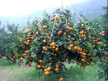 必看！柑橘新品种选育概况及发展前景分析
