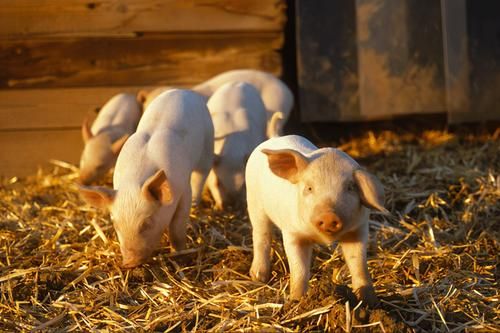美国FDA批准转基因猪作为产品上市背后的逻辑分析