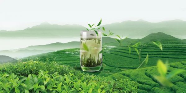 农业农村部茶叶专家指导组：2021年茶园春季生产技术指导意见