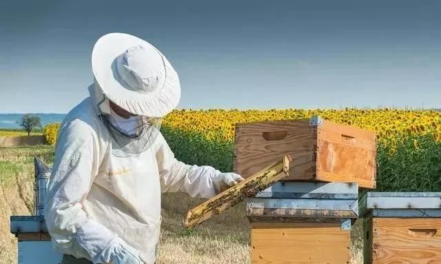 野外收回来的蜜蜂只结团，为什么不外出勤采集呢？