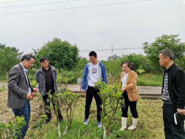 华中农业大学伊华林教授在湖北省乡村振兴科技示范基地—晓曦红农业科技有限公司指导柑桔良种苗木繁育。