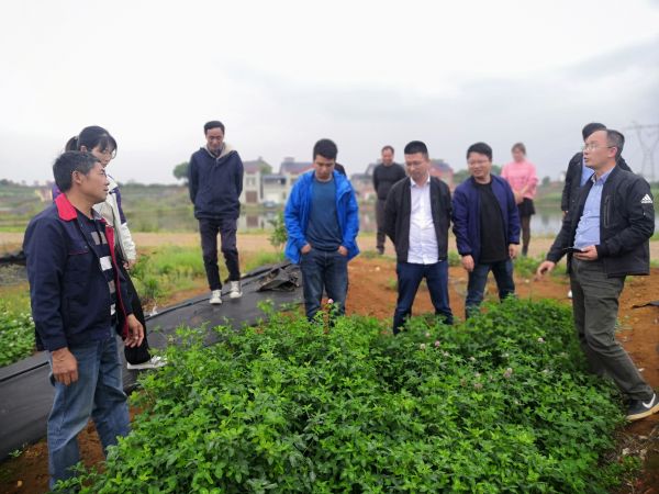 国家现代柑桔产业技术体系岗位科学家刘永忠教授来夷陵指导轻简化栽培