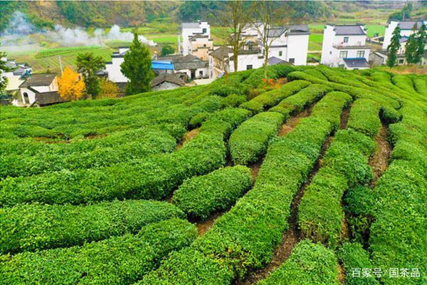 茶树新品种-平湖早-选育研究