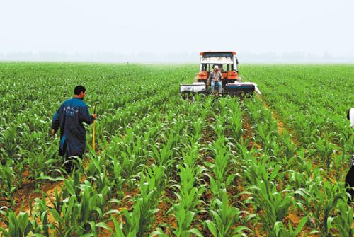 遥感监测在玉米栽培及防灾减灾上的应用技术总结